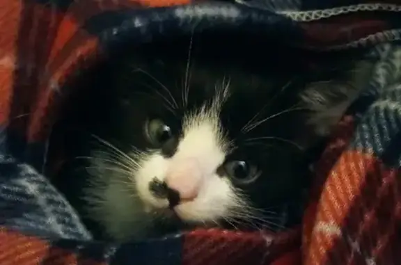 Найден котенок в Воронеже, ищет новых хозяев
