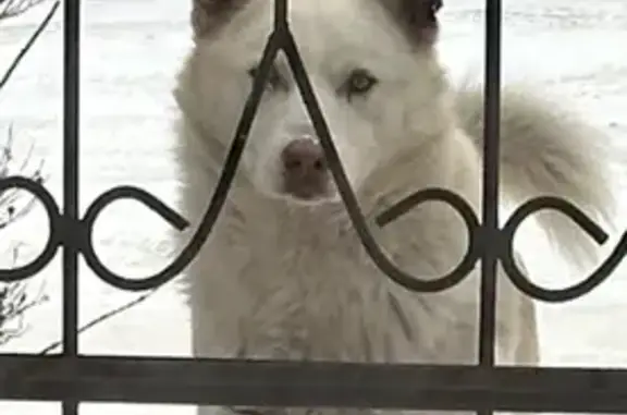 Собака Мальчик найдена на Петровской ул. 22 в Иркутске