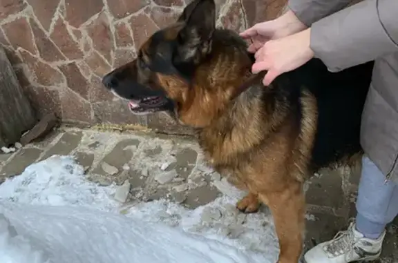 Найдена собака на Московском шоссе в Кимрах.