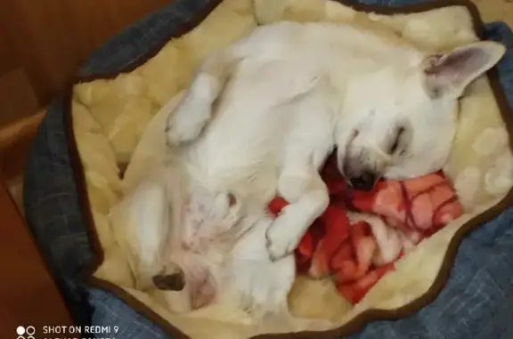 Собаки потеряшки, Тверь, фото: Потеряшка чихуахуа на ул. Хромова, 23 к1, Тверь