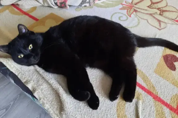 Пропала кошка в Кроянском: черная, желтоглазая, очень ласковая.