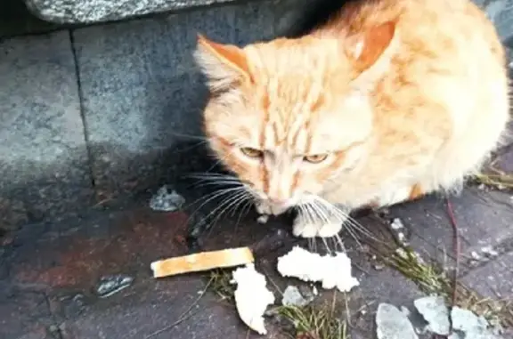 Пропала кошка Котик на улице Гуртьева, 10 (Орёл)