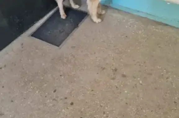 Найдена собака в Владивостоке на ул. Нейбута, 85