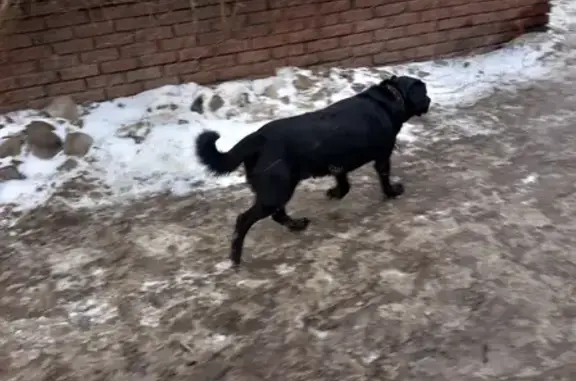 Собака ищет хозяина на ул. Карла Маркса 38, Нижний Новгород.