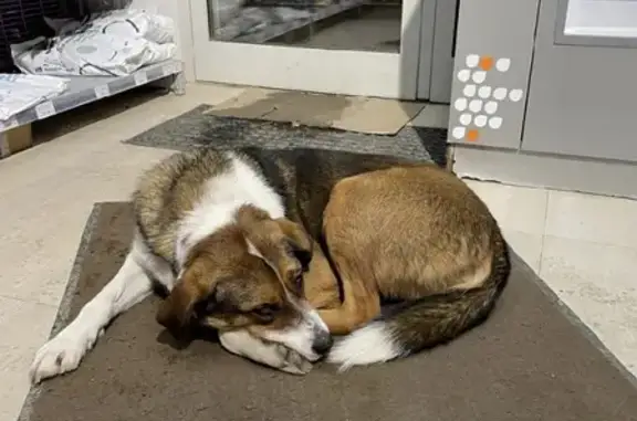 Потерялась собака на Центральной улице Бородино