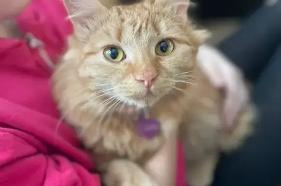 Пропала кошка Симба в Лосино-Петровском, МО.