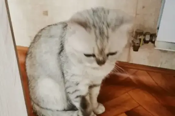 Найдена домашняя кошка на Садовой, 60, Йошкар-Ола