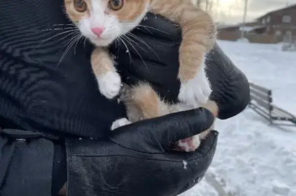 Найден рыжий кот в Юбилейном, 8а, Иркутск