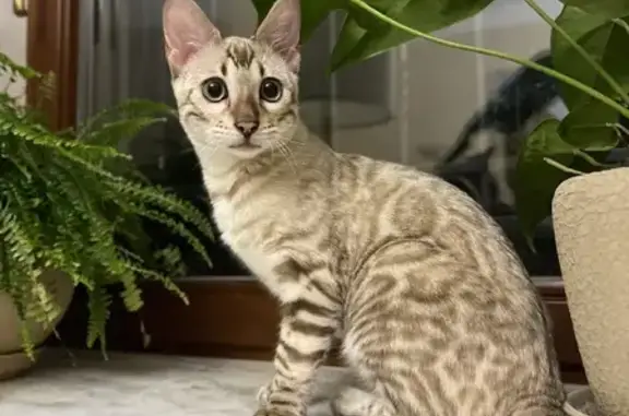 Пропала кошка Симба, породы Бенгальский Линкс, Ялта