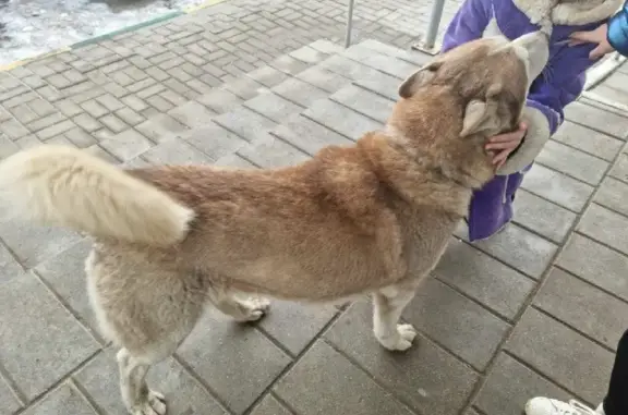 Найдена собака на Рудченко 1, ищем владельцев
