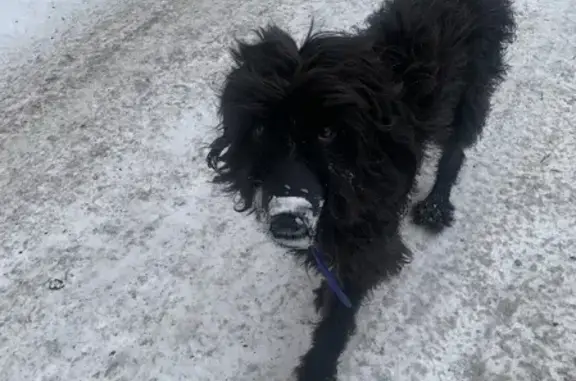 Найдена собака на улице Советской, 5 в Осинниках