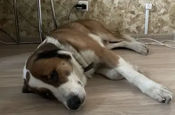 Найдена собака Абай в районе Северный, Москва - контакты в тексте