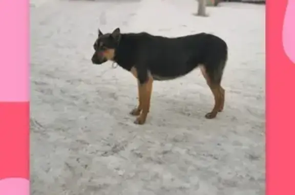 Найдена собака в деревне Игнатьево, Серпуховский район