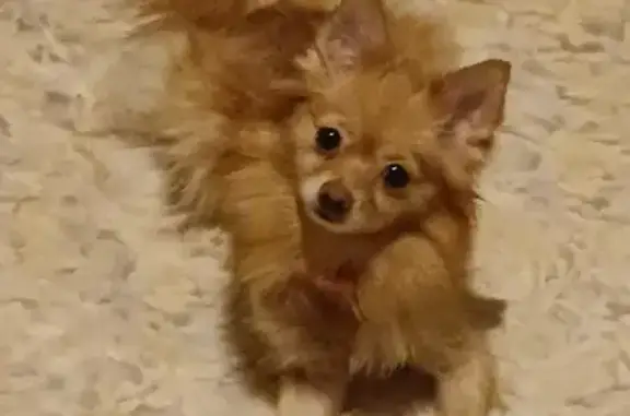 Собаки потеряшки, Ульяновск, фото: Потеряшка собака Шпиц на проспекте Авиастроителей, Ульяновск