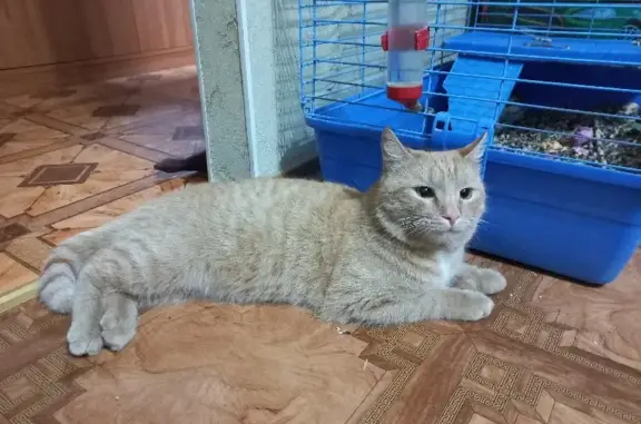 Кошка найдена на ул. Артёма, 23 в Стерлитамаке