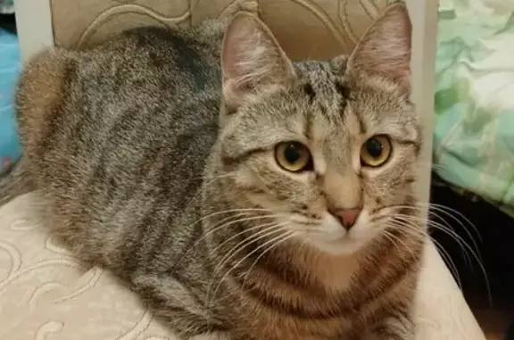 Кошки потеряшки, Санкт-Петербург, фото: Потеряшка кошка на Шаумяна 38, СПб