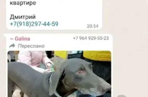 Собака найдена на ул. Адмирала Крузенштерна, 6 к3, Краснодар