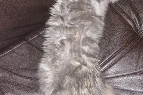 Кошки потеряшки, Санкт-Петербург, фото: Потеряшка сибирская кошка на пр. Науки 13 к1, СПб