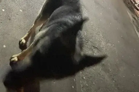 Найдена собака на Кировском проспекте, Ростов-на-Дону
