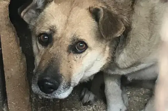 Пропала собака волчьего окраса на улице Куйбышева, Дубовка