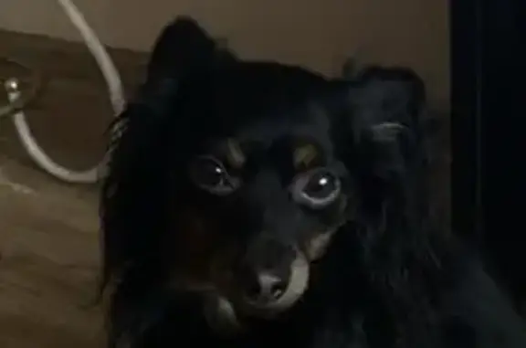 Объявления о пропавших и найденных животных, Калининград, фото: Пропал той-терьер Ричик на Центральной площади, Калининград