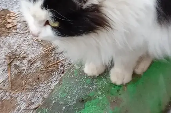 Найдена кошка на Подольской улице, Марьино