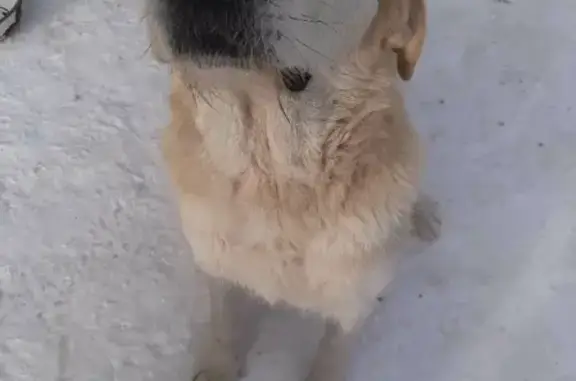 Пропала собака Лоша в Ангарске