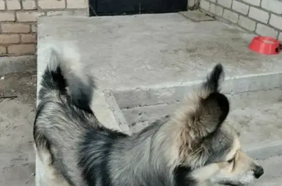 Пропала собака Ботя в Тулугановке, Астраханская область