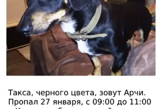 Пропала собака Такса в Краснослободске, ул. Тимирязева 50