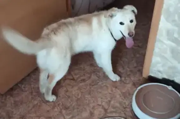 Собака найдена на 21-й Амурской улице в Омске.