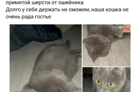 Пропала кошка на 3-й Любинской улице в Омске