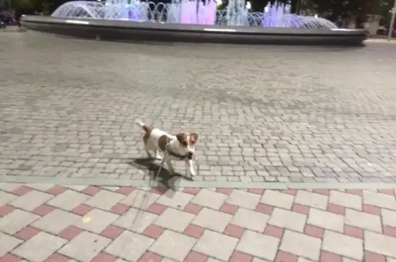 Пропала собака Арчи с улицы 4-я Линия в Краснодаре