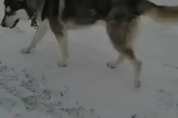 Собака Лайка найдена в Вощажниково, Борисоглебский район, Ярославская область