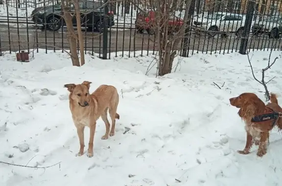 Найдена бежевая собака на улице Металлургов