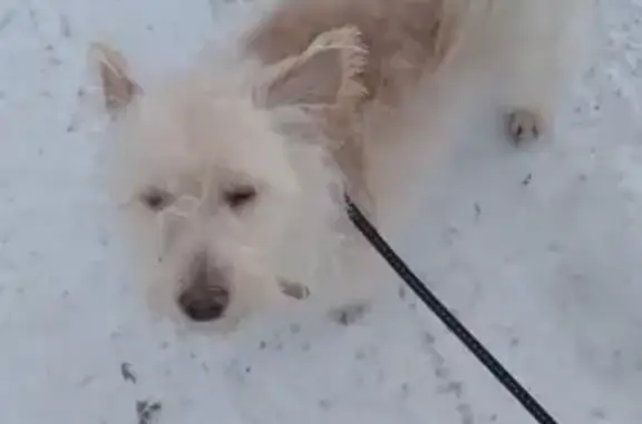 Найдена собака, Аскизский район, фото: Умная собака ищет новый дом в Саяногорске