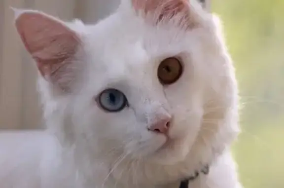 Потерянные животные Смоленск, фото: Пропала глухая белая кошка с разным цветом глаз на Краснофлотской, 11 (Смоленск)