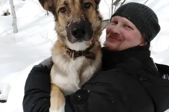 Пропала собака Арчи на Комсомольской 13а, Новоуральск