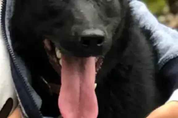 Пропала собака в Краснолесье, Симферопольский район, Крым 🆘