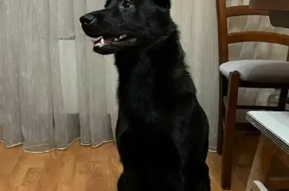 Найден добрый пёс без адресника в Зеленограде