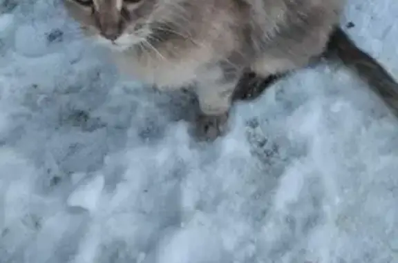 Найдена кошка ул. 41, Челябинск