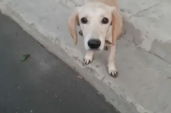 Найдена собака на Комсомольском переулке, Таганрог