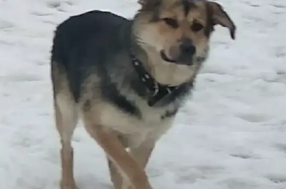 Пропала собака Рекси, 1 год, Колтушское сельское поселение