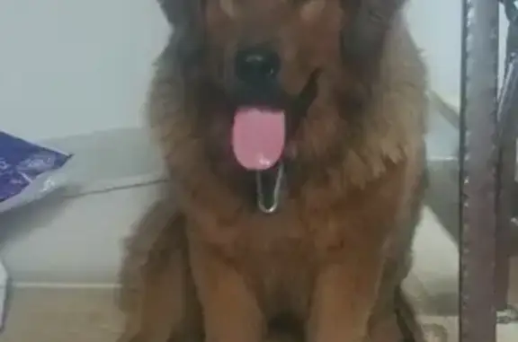 Пропала собака на Интернациональной, СПб, окрас рыжий