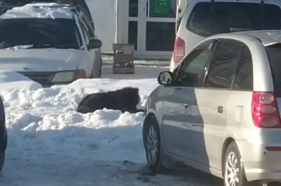 Найдена собака на ул. Бориса Богаткова, 114