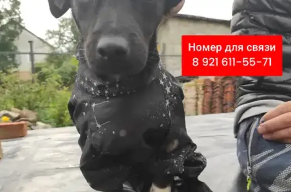 Пропала собака Тима в Янтарном, 27К-367
