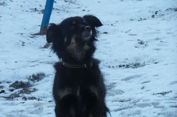 Пропала собака Клепа на Колхозной, Мурманск