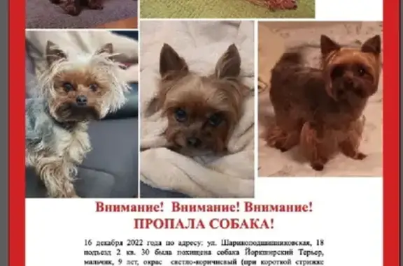 Пропала собака на Шарикоподшипниковской, 18