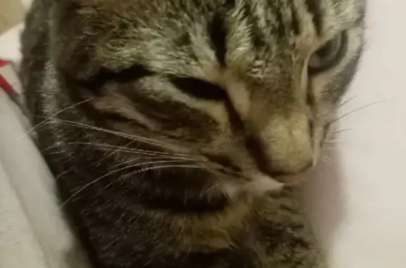Пропала кошка Люци на Комсомольской, 21 в Бердске