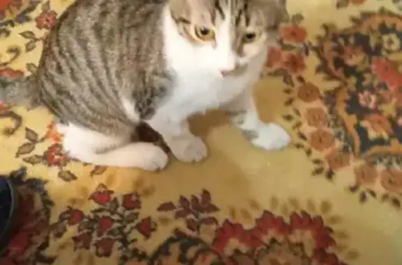 Кошки потеряшки, Москва, фото: Потеряшка кошка Котик в Назарьево.