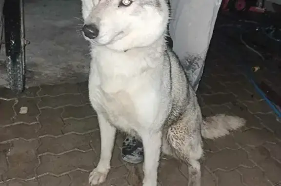 Найдена собака, Ростов-на-Дону, фото: Найдена собака Хаски на 34-й линии, Ростов-на-Дону